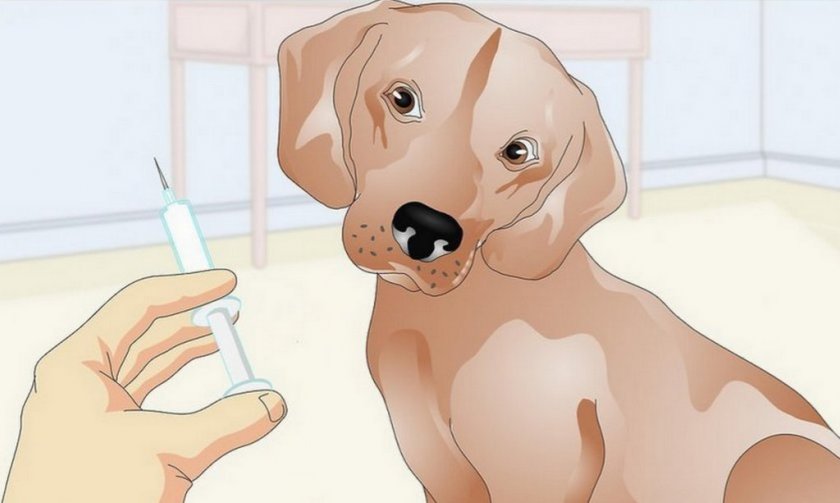 Помощь собаки