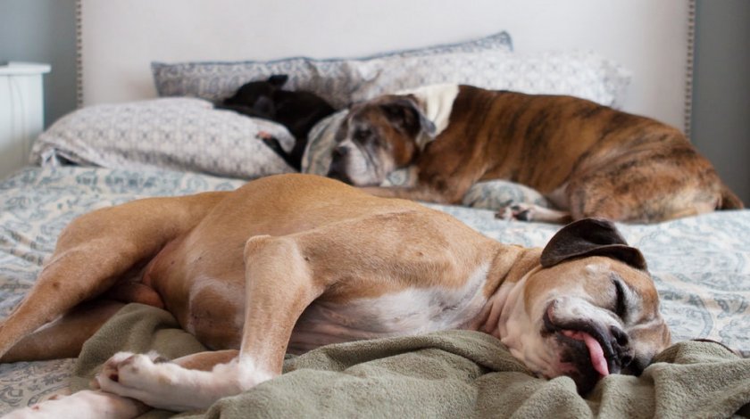 Спящие собаки
