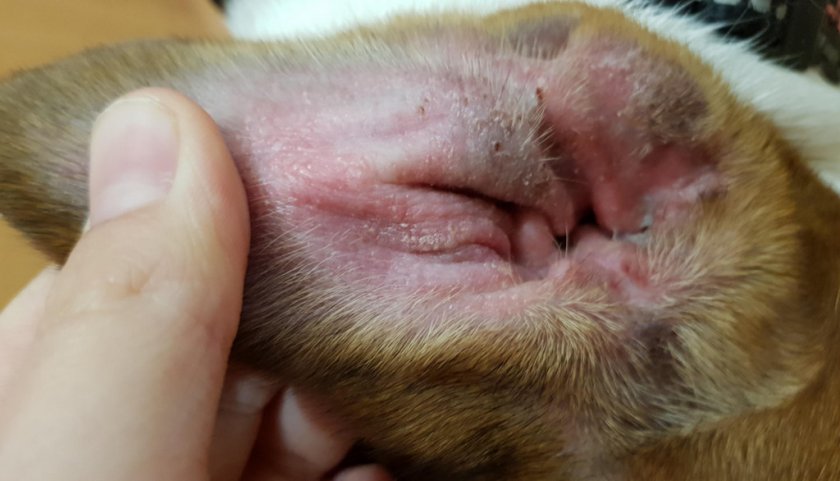 Аллергия у собаки