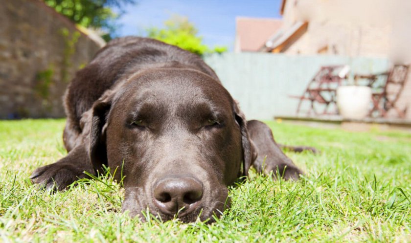 Тепловой удар у собаки