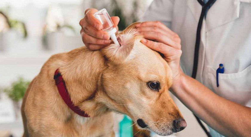 Закапывание ушей собаке при отите