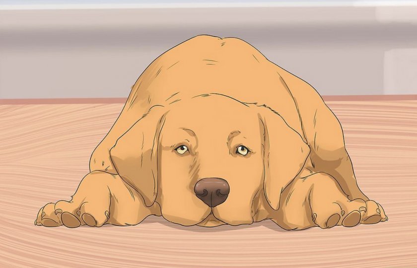 Больная собака