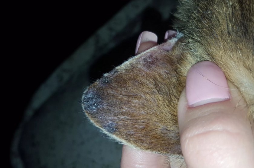 Ранки на кончиках ушей у собаки Ранки на кончиках ушей у собаки