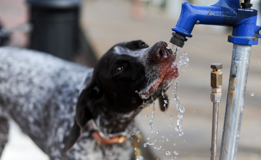 Чрезмерная жажда у собаки Чрезмерная жажда у собаки
