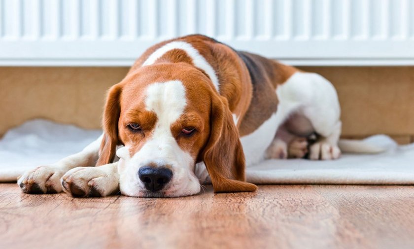 Больная собака Больная собака