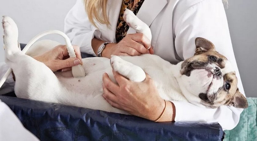 УЗИ почек собаке УЗИ почек собаке