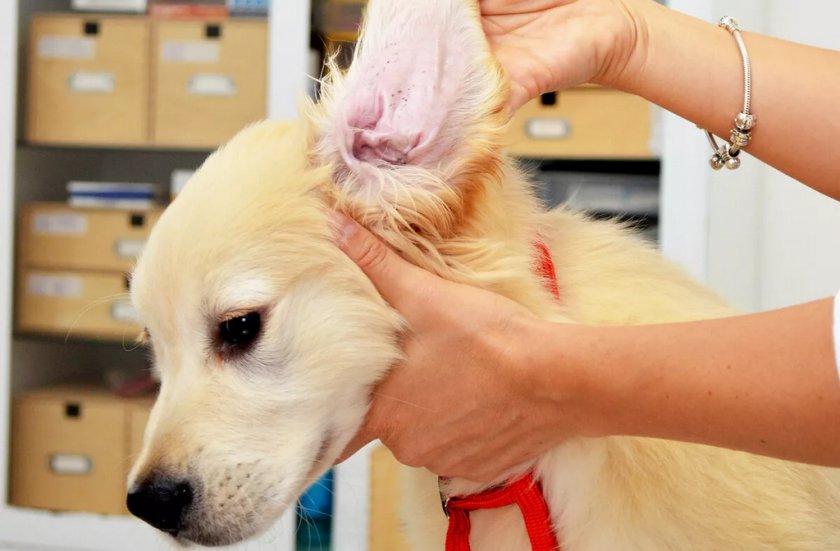 Грибковый отит у собаки