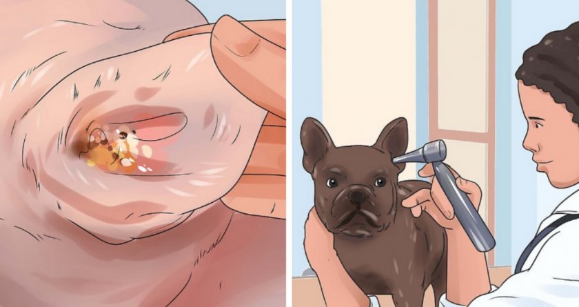 Грибковый отит у собаки