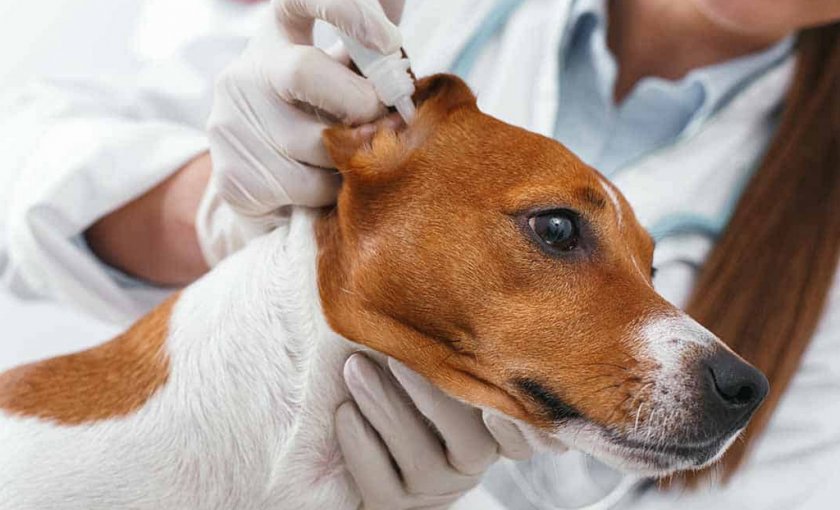 Лечение собаки