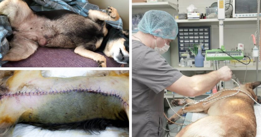 Операция по удалению опухоли собаке