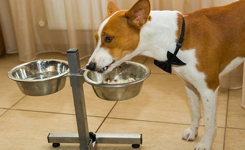 Кормление басенджи