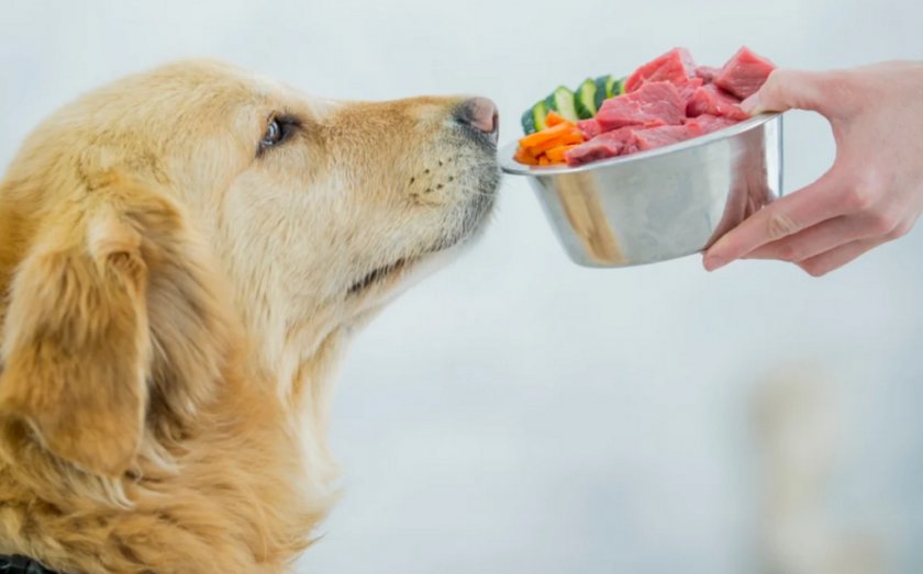 Питание собаки