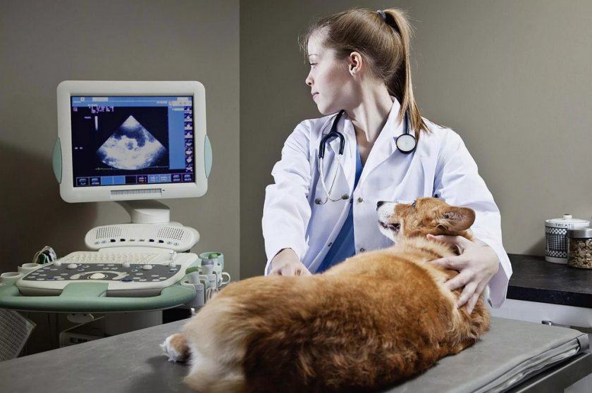 УЗИ собаке УЗИ собаке