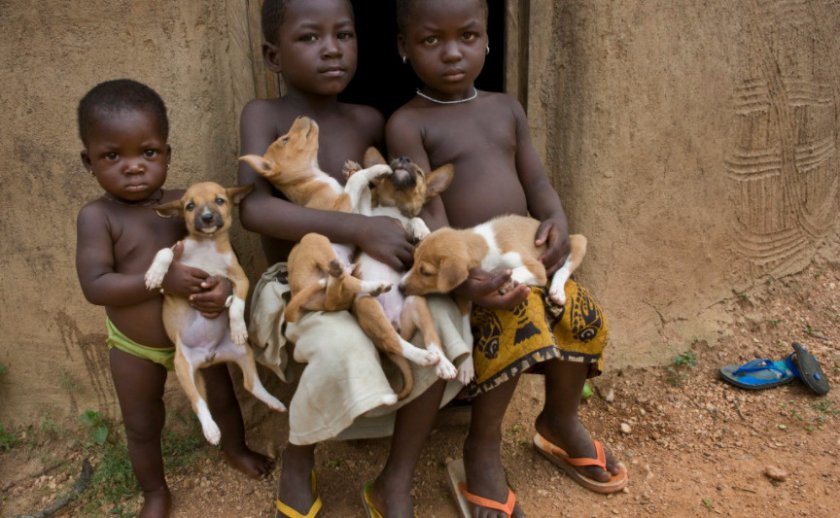 Басенджи в Африке