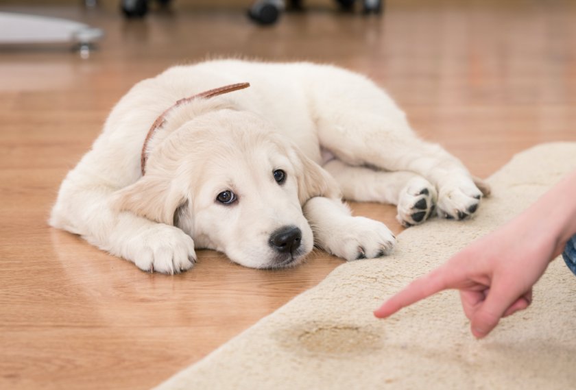 Недержание мочи у собаки после стерилизации Недержание мочи у собаки после стерилизации
