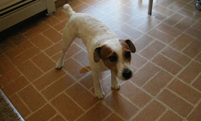 Недержание мочи у собаки Недержание мочи у собаки