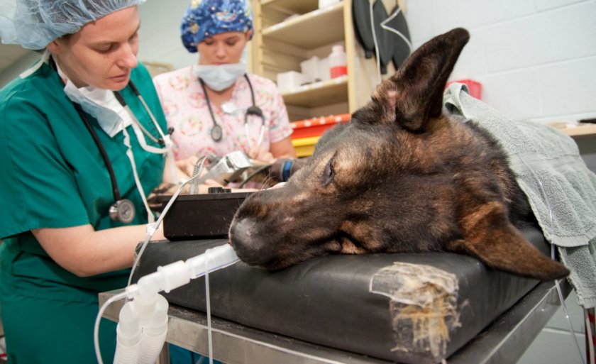 Хирургическое лечение собаки Хирургическое лечение собаки