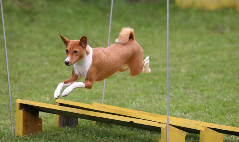 Тренировка басенджи