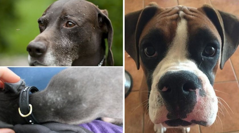 Собаку покусали комары Собаку покусали комары