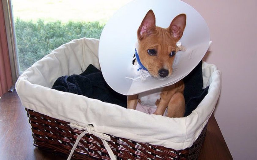 Болезни басенджи