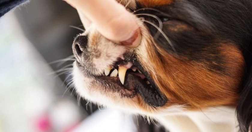 Болезни зубов у собаки Болезни зубов у собаки