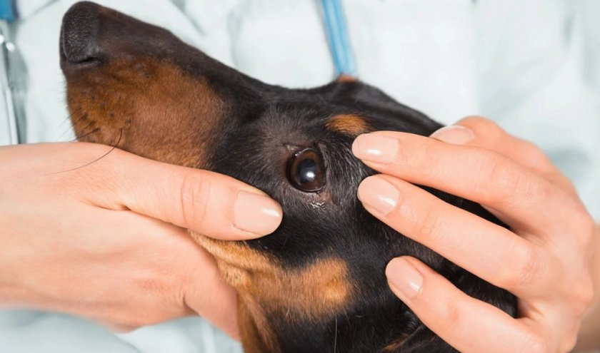 Больные глаза у собаки Больные глаза у собаки