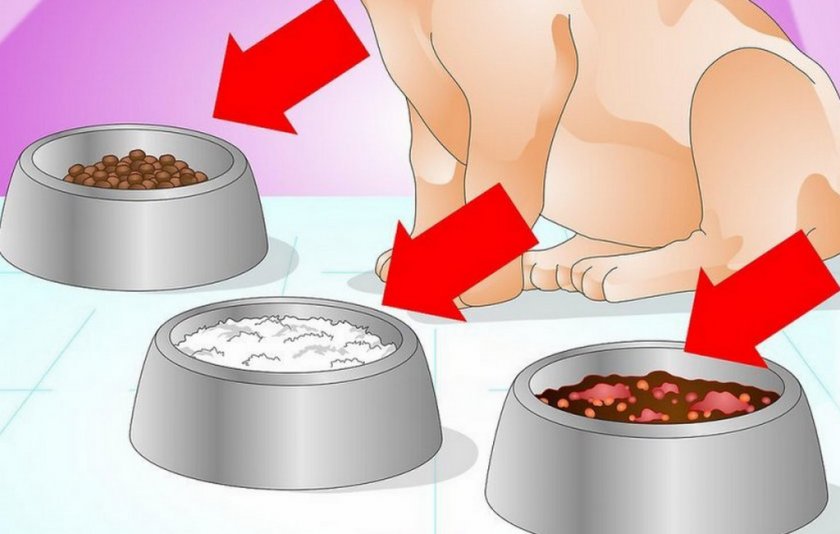 Элиминационная диета у собаки Элиминационная диета у собаки