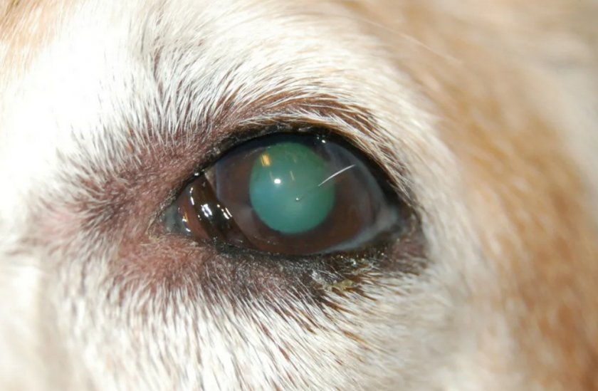 Кератоконъюнктивит у собаки Кератоконъюнктивит у собаки