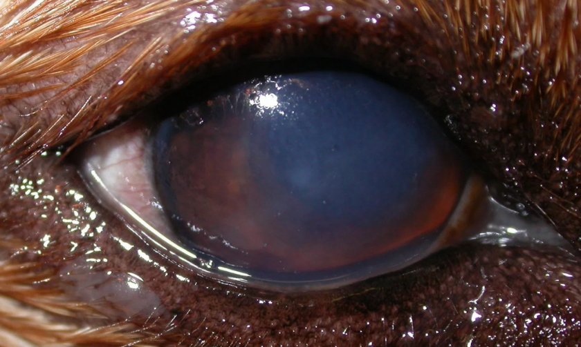 Синдром «сухого глаза» у собаки Синдром «сухого глаза» у собаки