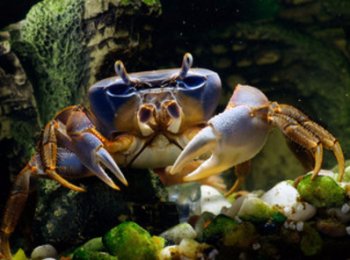 Стоит ли содержать крабов в аквариуме?