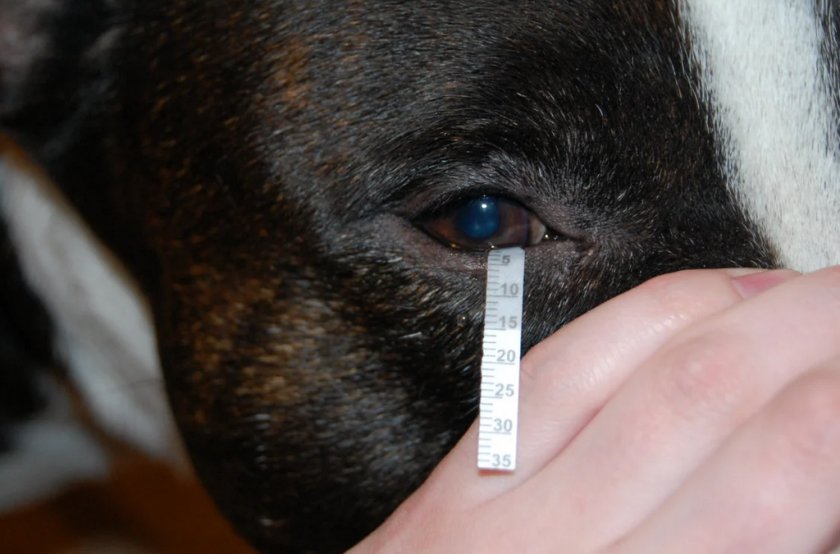 Проба Ширмера у собаки Проба Ширмера у собаки