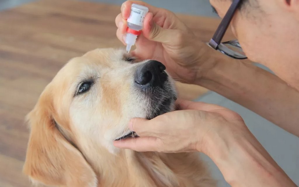 Кератоконъюнктивит у собак: лечение сухих глаз, симптомы, чем лечить в .
