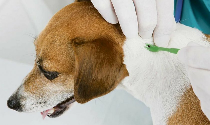 Снятие клеща у собаки Снятие клеща у собаки