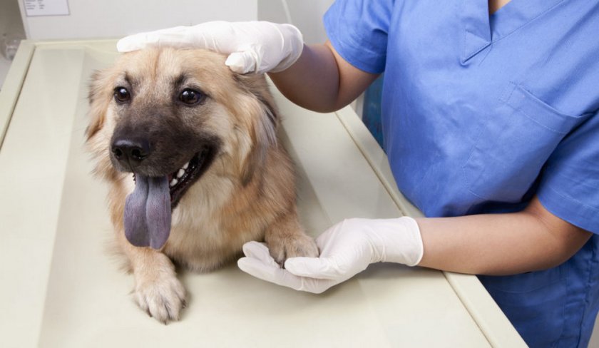 Мочекаменная болезнь у собаки