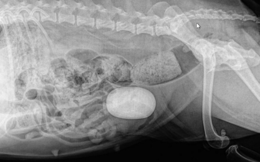 Мочекаменная болезнь у собаки