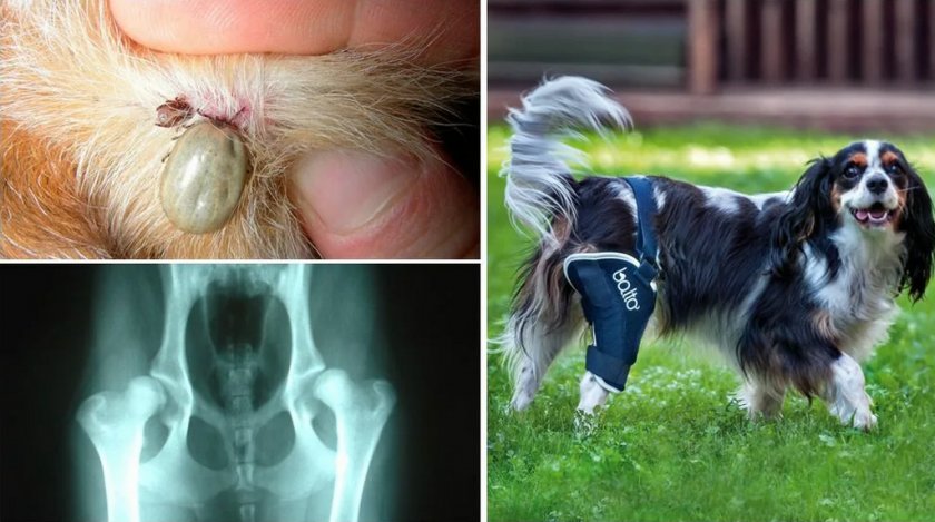 Болезнь Лайма у собак Болезнь Лайма у собак