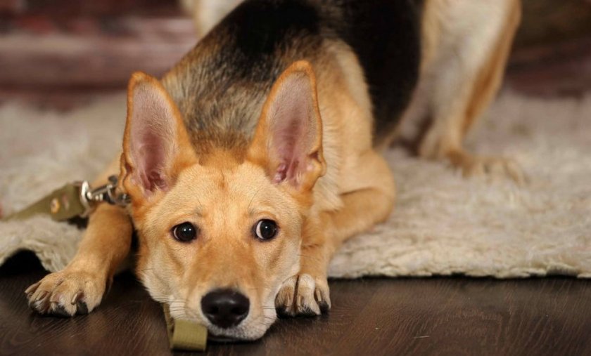 Мочекаменная болезнь у собаки