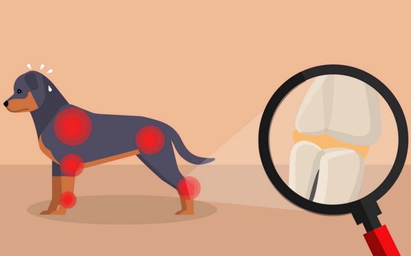 Болезнь суставов у собак