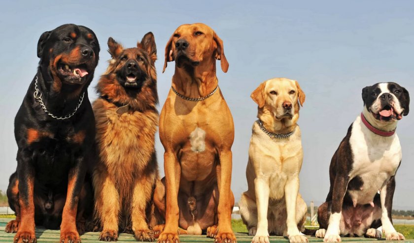 Собаки у которых проблемы с суставами