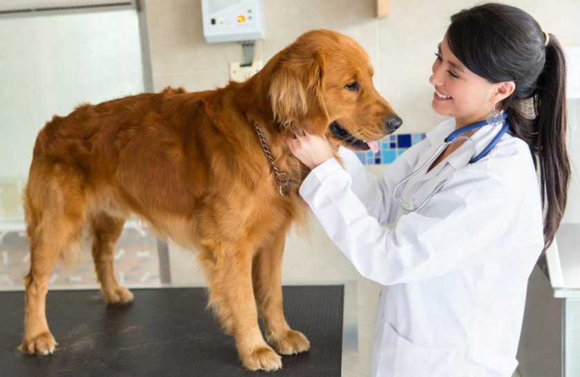 Осмотр собаки ветеринаром