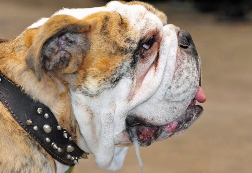 Повышенное слюноотделение у собаки