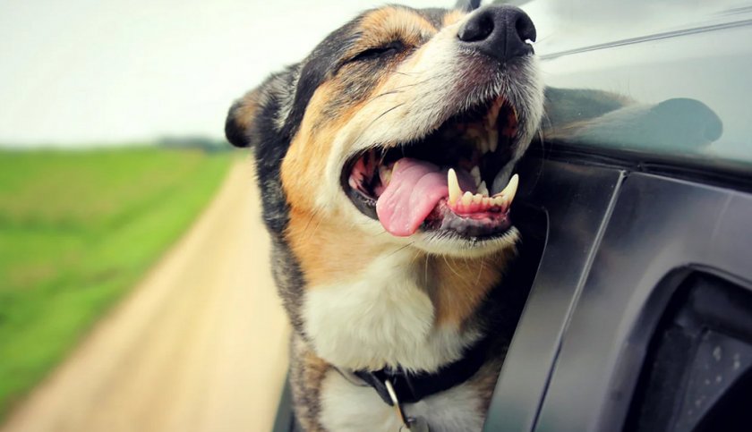 Поездка собаки в машине