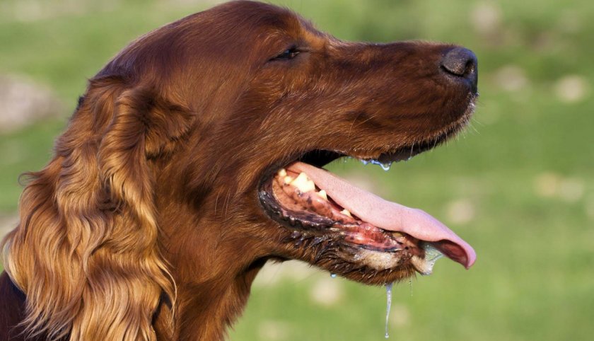 Повышенное слюноотделение у собаки