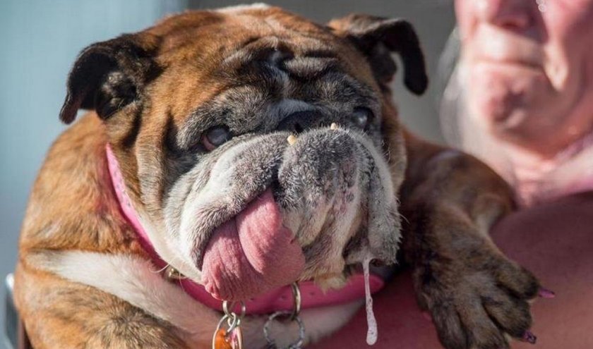 Повышенное слюноотделение у собаки