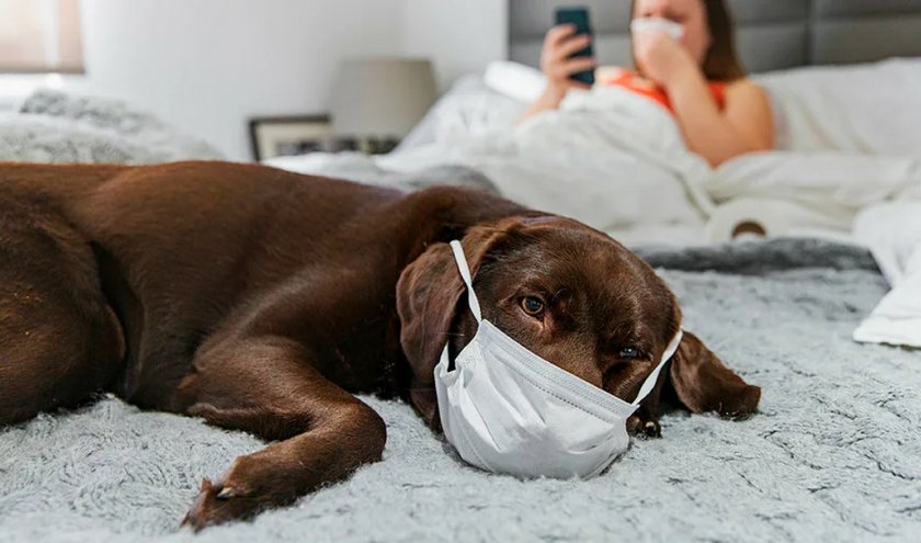 Собака и человек