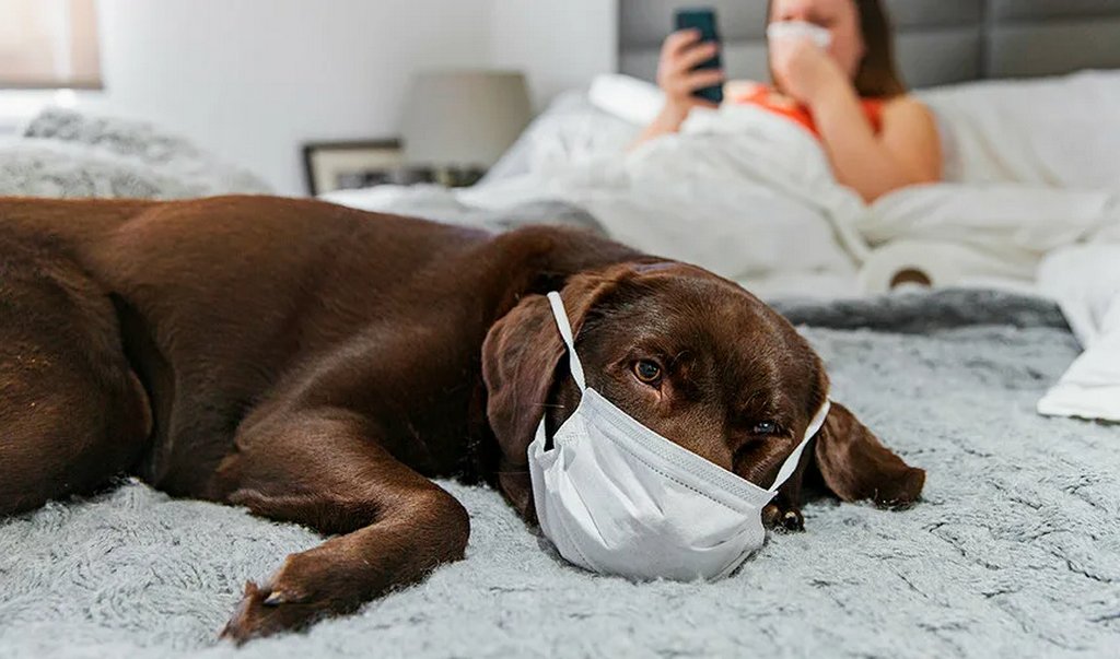 Собака болеет. Собачья простуда. Простуда у собак симптомы. Заболевшая собака. Собачьи болезни список.