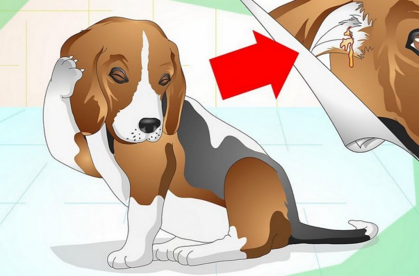 Отит у собаки