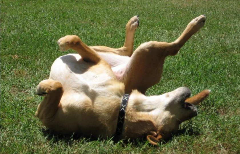 Судороги у собаки