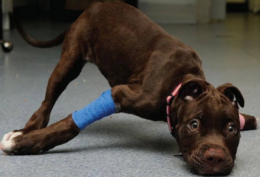 Судороги у собаки