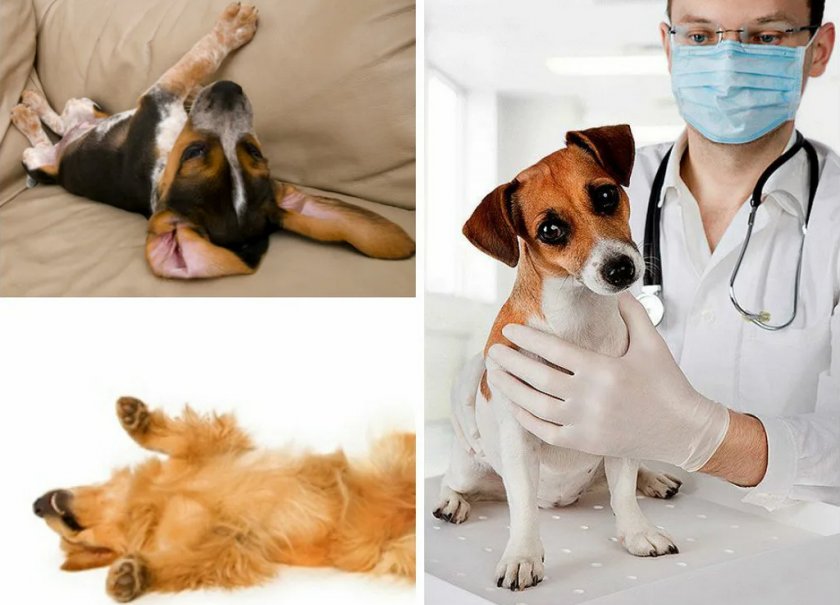 Судороги у собак